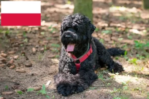 Read more about the article Rusoaica Black Terrier Crescător și căței în Polonia