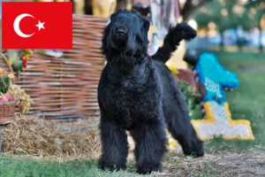 Read more about the article Rusoaica Terrier Negru Rusoaică și căței în Turcia