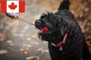 Read more about the article Rusoaica Terrier Negru Rusoaică și căței în Canada