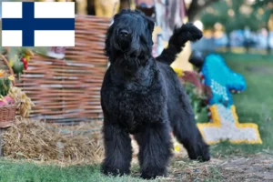 Read more about the article Rusoaica Terrier Negru Rusoaică Rasa și Cățeluși în Finlanda