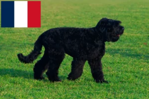 Read more about the article Rusoaica Terrier Negru Rusoaică Crescător și Cățeluși în Franța