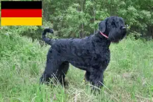 Read more about the article Russian Black Terrier crescători și căței în Germania