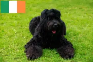 Read more about the article Rusoaica Terrier Negru Rusoaică și căței în Irlanda