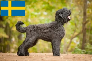 Read more about the article Rusă Black Terrier crescător și căței în Suedia