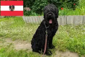 Read more about the article Crescători de Terrier Negru Rus și căței în Austria