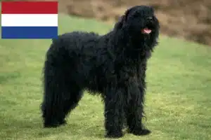 Read more about the article Crescătorii de rusă Black Terrier și căței în Olanda