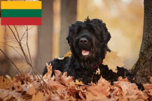 Read more about the article Rusoaica Black Terrier Crescător și căței în Lituania