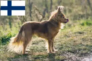 Read more about the article Russkiy Toy crescători și căței în Finlanda