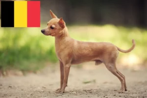 Read more about the article Russkiy Toy crescători și căței în Belgia