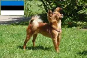 Read more about the article Russkiy Toy crescători și căței în Estonia