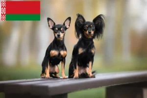 Read more about the article Russkiy Toy crescători și căței în Belarus