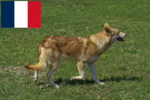 Read more about the article Saarloos crescători de câini lupi și căței în Franța