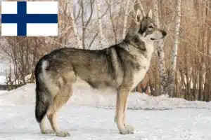 Read more about the article Saarloos crescători de câini lupi și căței în Finlanda