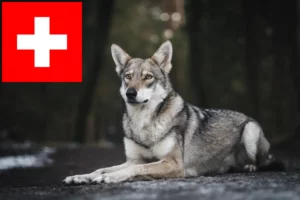 Read more about the article Saarloos crescători de câini lupi și căței în Elveția