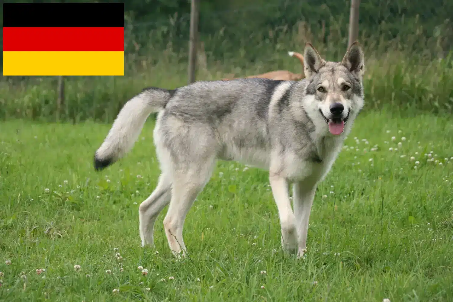 Read more about the article Saarloos Wolfhound crescători și căței în Germania