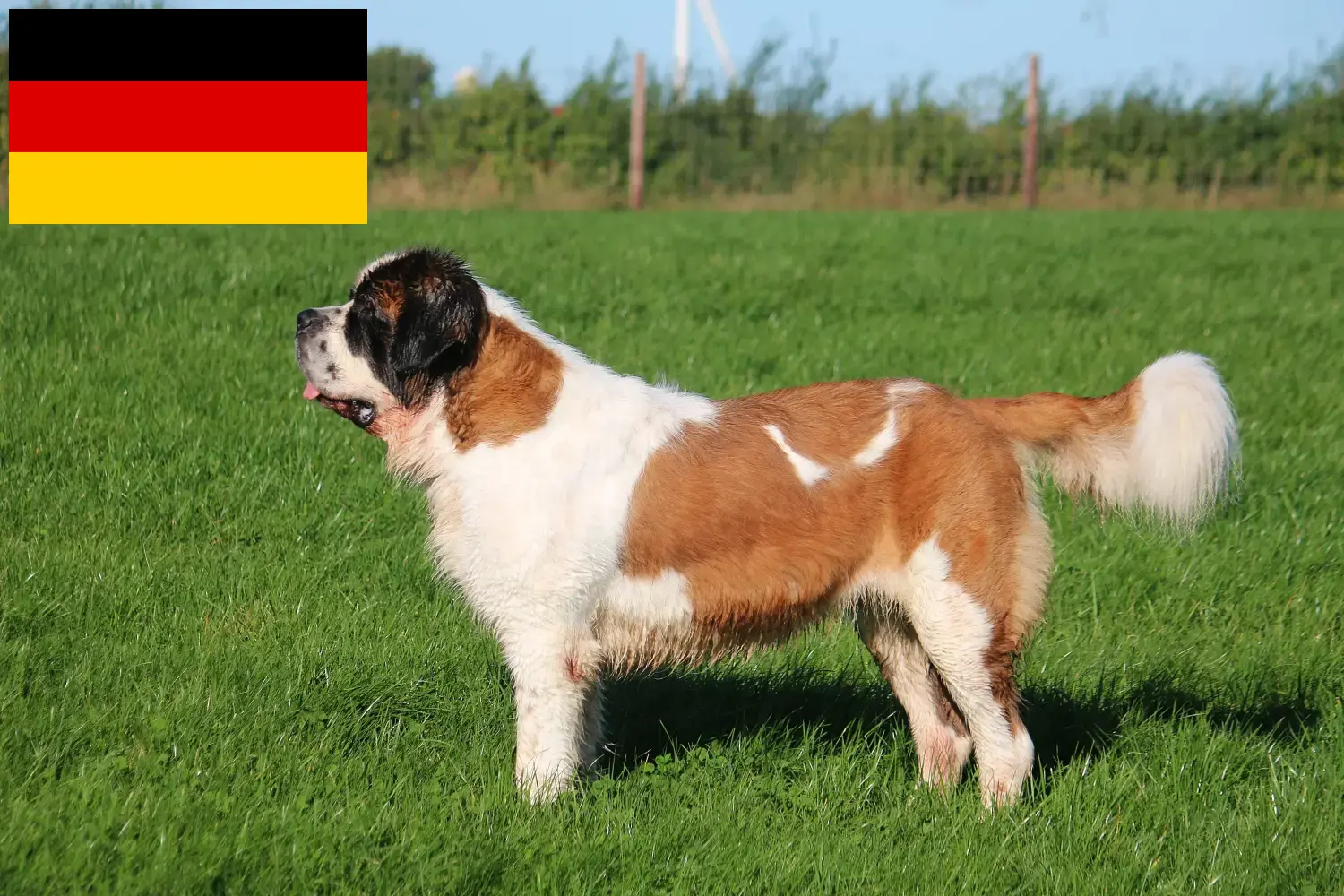 Saint Bernard căței și crescători Germania Aici puteți găsi crescători de Saint Bernard în Germania.