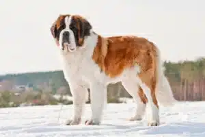 Read more about the article Saint Bernard crescător