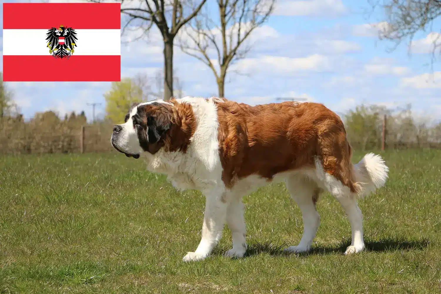 Saint Bernard căței și crescători Austria Aici puteți găsi crescători de Saint Bernard în Austria.