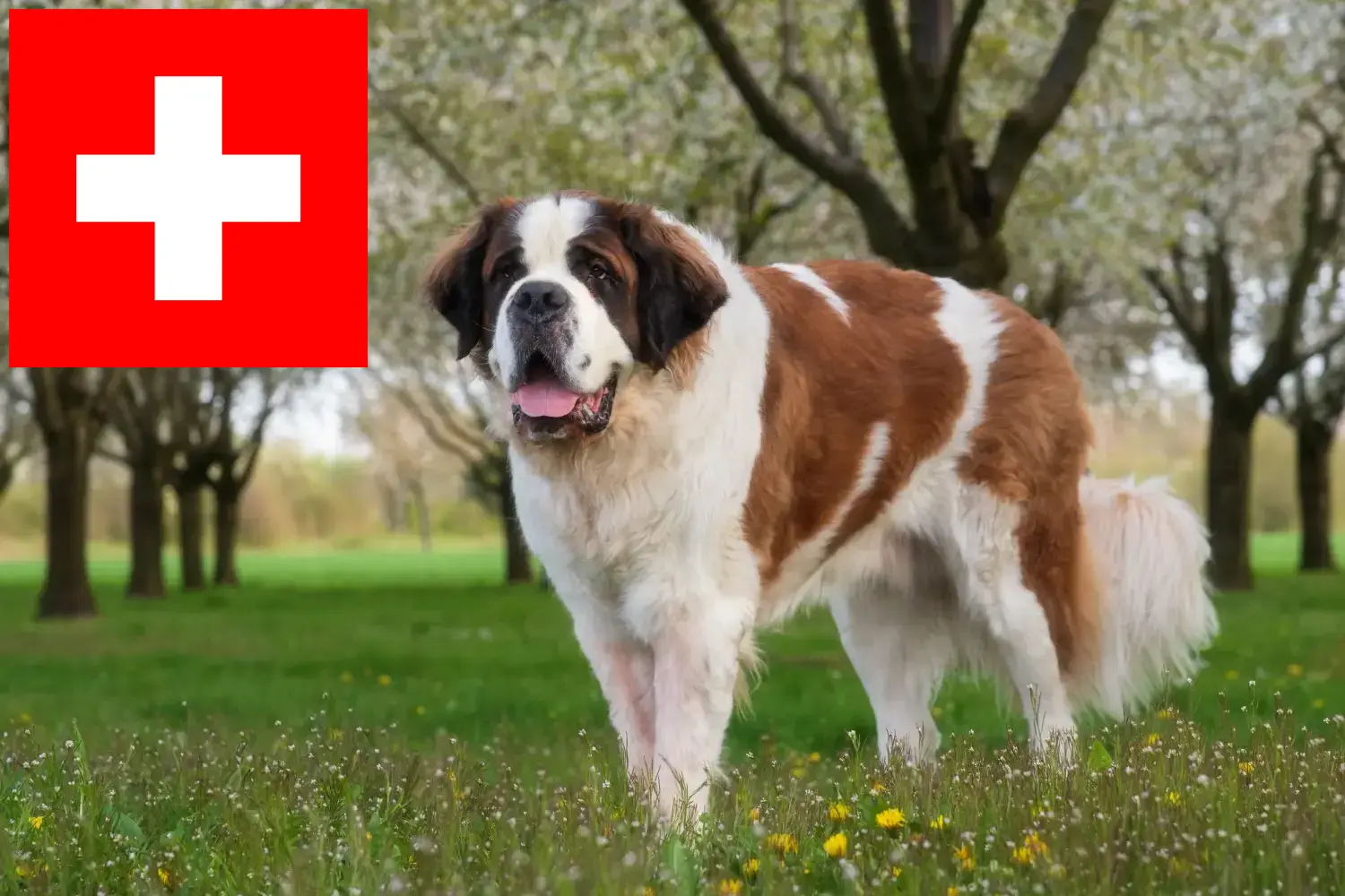 Saint Bernard căței și crescători Elveția Aici puteți găsi crescători de Saint Bernard în Elveția.