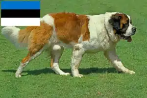 Read more about the article St Bernard crescători și căței în Estonia