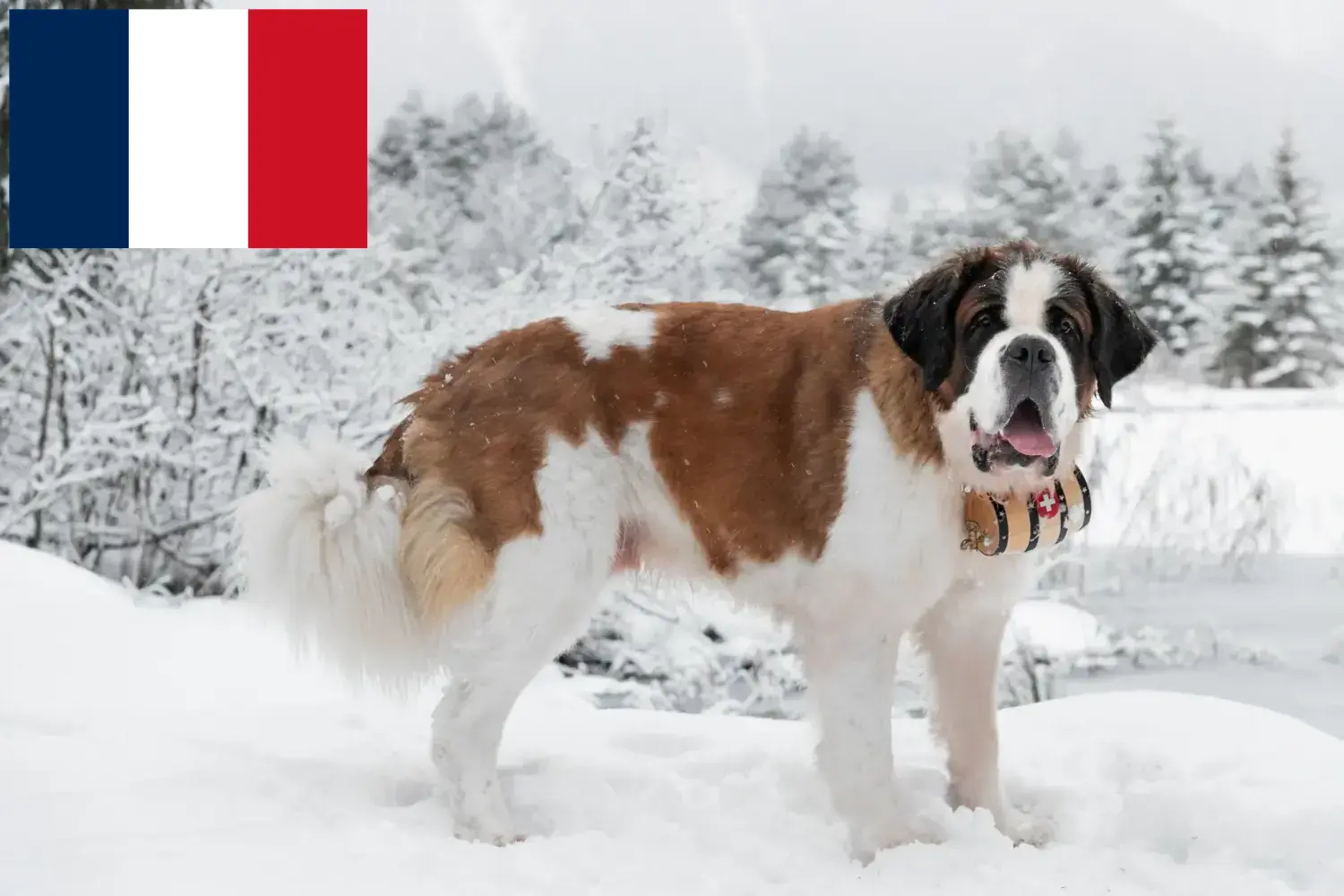 Saint Bernard căței și crescători Franța Aici puteți găsi crescători de Saint Bernard în Franța.