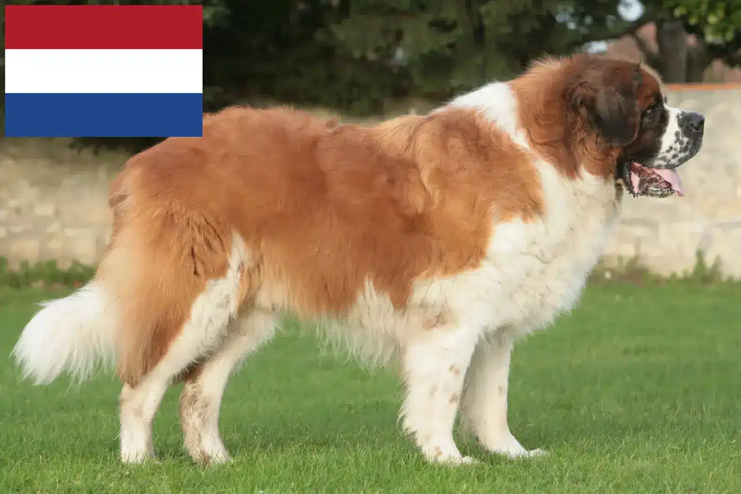 Saint Bernard căței și crescători Olanda Aici puteți găsi crescători de Saint Bernard în Olanda.