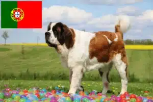 Read more about the article Saint Bernard crescători și căței în Portugalia