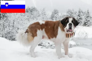 Read more about the article Saint Bernard crescători și căței în Slovenia