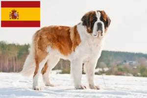 Read more about the article Saint Bernard crescători și căței în Spania