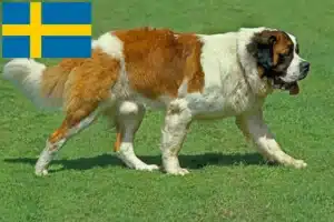 Read more about the article Saint Bernard crescători și căței în Suedia