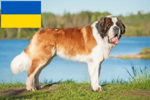 Read more about the article Saint Bernard crescători și căței în Ucraina