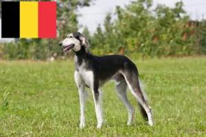 Read more about the article Crescători de Saluki și căței în Belgia