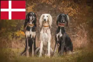Read more about the article Crescători de Saluki și căței în Danemarca
