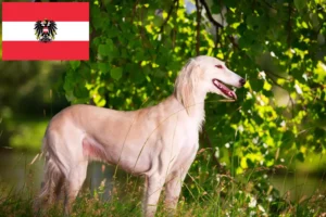 Read more about the article Crescători de Saluki și căței în Austria