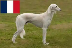 Read more about the article Crescători de Saluki și căței în Franța