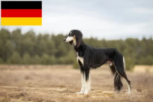 Read more about the article Crescători de Saluki și căței în Germania