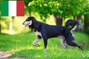 Read more about the article Crescători de Saluki și căței în Italia