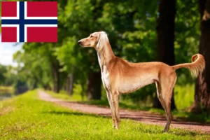 Read more about the article Crescători de Saluki și căței în Norvegia