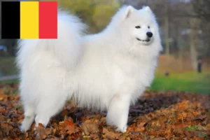 Read more about the article Crescători de Samoyed și căței în Belgia