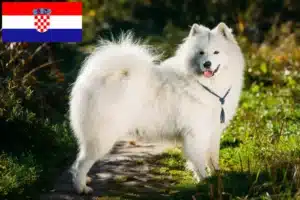 Read more about the article Crescători de Samoyed și căței în Croația