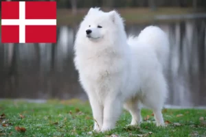 Read more about the article Crescători de Samoyed și căței în Danemarca
