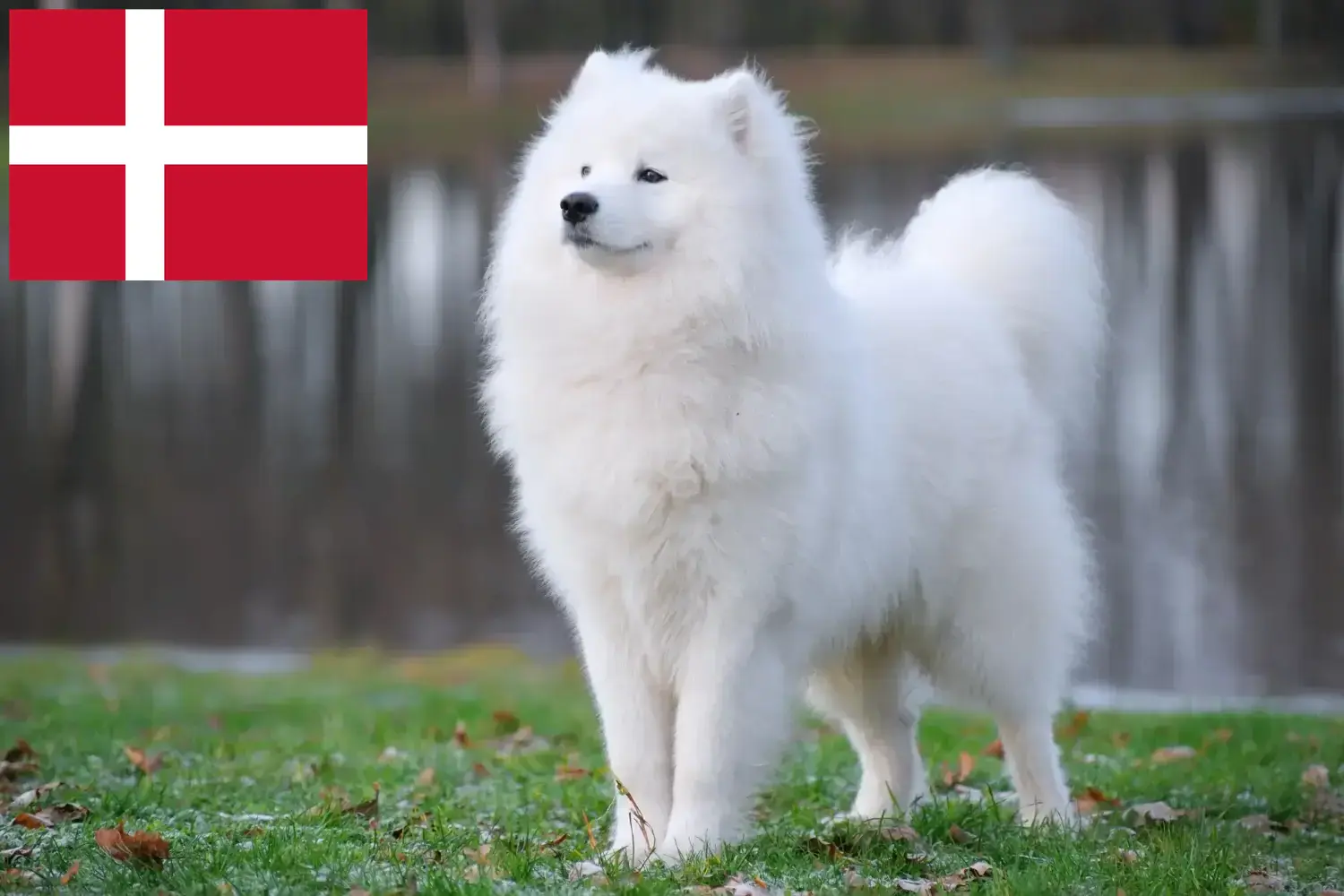 Samoyed căței și crescători Danemarca Aici puteți găsi crescători de Samoyed în Danemarca.