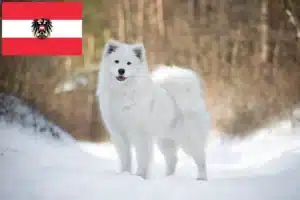 Read more about the article Crescători de Samoyed și căței în Austria