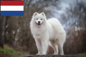 Read more about the article Crescători de Samoyed și căței în Olanda