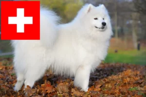 Read more about the article Crescători de Samoyed și căței în Elveția