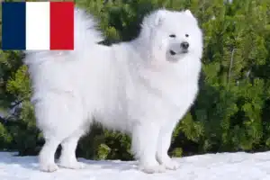 Read more about the article Crescători de Samoyed și căței în Franța