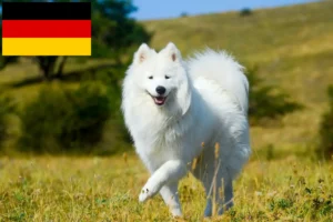 Read more about the article Crescători de Samoyed și căței în Germania