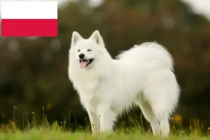 Read more about the article Crescători de Samoyed și căței în Polonia