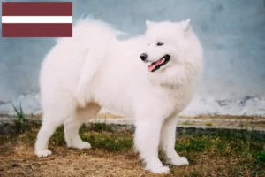 Read more about the article Crescători de Samoyed și căței în Letonia