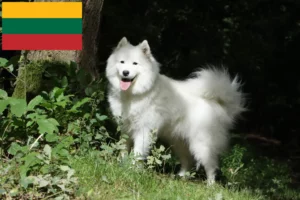 Read more about the article Crescători de Samoyed și căței în Lituania